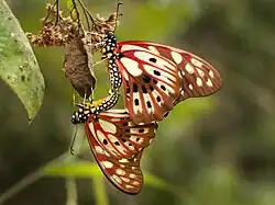 Mating pair