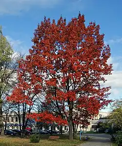 Quercus rubra in autumn (in cultivation)