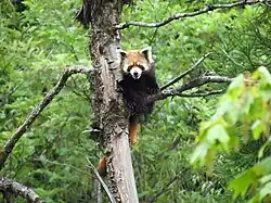 Red panda in a tree