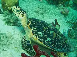 Hawksbill turtle at Coki Beach.