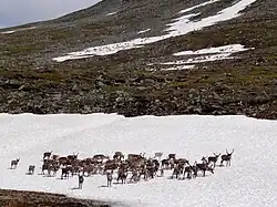 A herd standing on snow to avoid bloodsucking insects