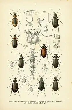 Illustration item 9. [Nebria] Hellwigi Panz. = Nebria hellwigii (Panzer, 1797), adult, dorsal view