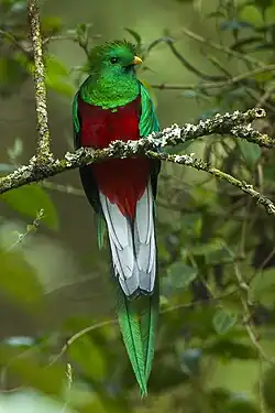 A iridescent green bird with red and white chest and a long tail perching on a branch