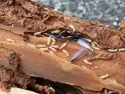 Nest of the termite Reticulitermes speratus