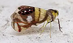 Rhotana marmorata (Rhotanini)