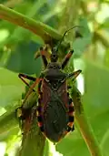 Rhynocoris cuspidatus