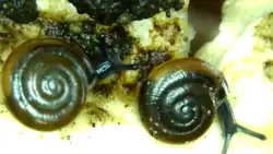 Riccardoella limacum infesting a snail of the Oxychilus family.