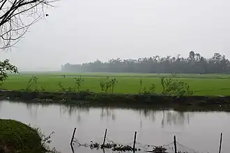 Rice paddy in Kim Động.