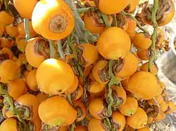 Ripe fruit of Butia odorata palm growing in Ocean Isle Beach.