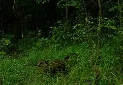 River otter (Lontra canadensis), Big Thicket NP, camara trap