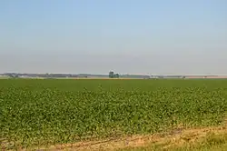 Cornfields near Poseyville