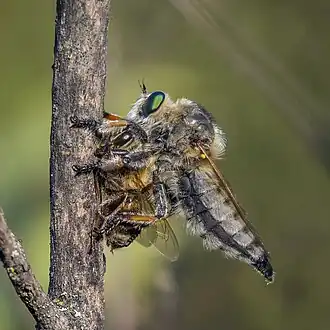 P. sp. with bee prey