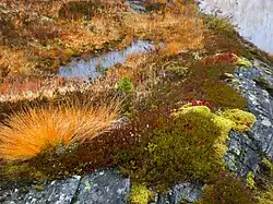 Rock, moss, lichen etc.