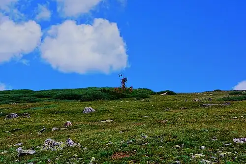 A small, solar-powered weather station is surrounded by native growth on the west side of Rollins Pass, located above Ptarmigan Point.