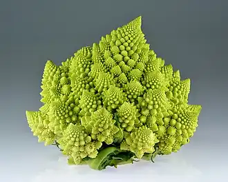 Fractal spirals: Romanesco broccoli showing self-similar form