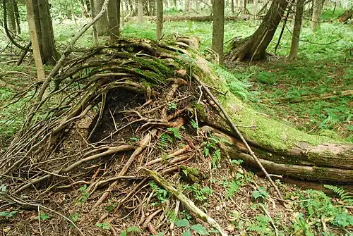 Root ball of a fallen tree