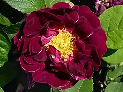 Close-up of a fully open rose with dark velvety red petals and yellow stamens