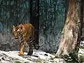 Royal Bengal Tiger of Tata Steel Zoological Park