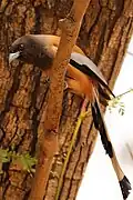 Rufous treepie