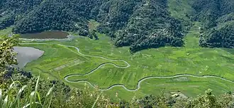 View of Rupa lake and Paddy fields.