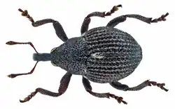 Specimen of Rutidosoma globulus