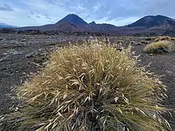 An image of some grasses with mountains in the background