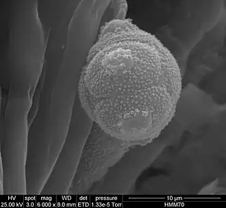 Pollen grain