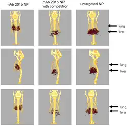 A three-by-three array of images showing a mouse skeleton with certain regions colored to show the presence of the radioactive nanoparticles