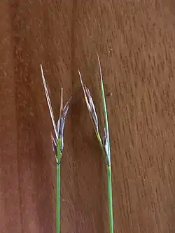 Flowering heads of S. rigidus