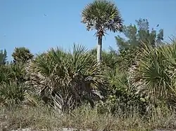 S. palmetto in beach habitat, Manasota Key, Florida