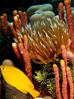 Sabellastarte sanctijosephi (St. Joseph's feather duster worm) with radioles extended