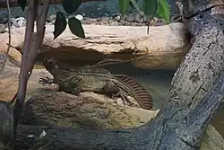 Living specimen at the San Diego Zoo