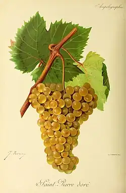 Coloured illustration of bright yellow grapes attached to a branch with a few big leaves on it. The words "Saint Pierre doré", the name of the grape variety, are written at the bottom.