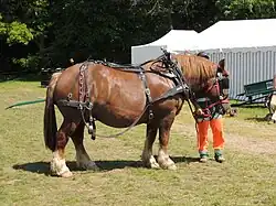 Gros cheval roux vu de profil avec son harnais