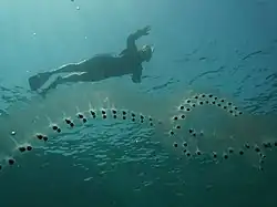 Salps arranged in chains form huge swarms.[165]
