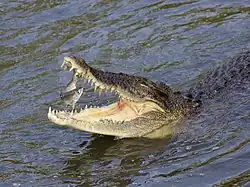 Reptiles (saltwater crocodile)