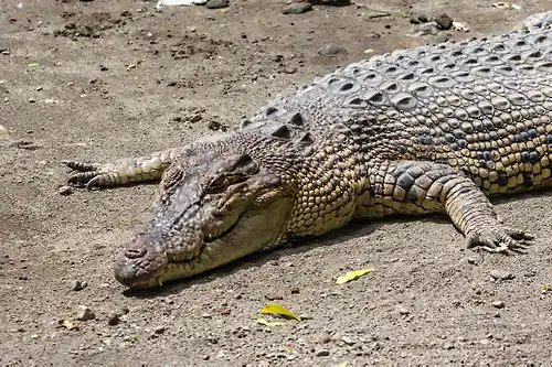 Saltwater crocodile
