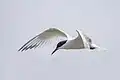 Sandwich tern in flight, Dorset, UK