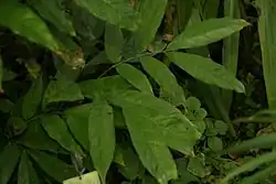 Saraca indica lanceolate leaves.