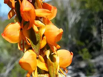 Details of inflorescence