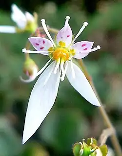 Saxifraga stolonifera