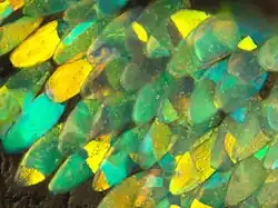 Iridescent scales on Entimus imperialis weevil