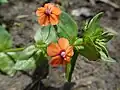 Scarlet pimpernel, Anagallis arvensis, on bare ground disturbed by hedge-laying
