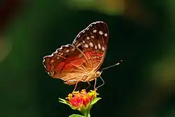 Male, underside, Trinidad