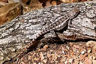 Texas spiny lizard (Sceloporus olivaceus) on a branch.