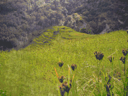 A depiction of a scintillating scotoma that was almost a spiral, with distortion of shapes but otherwise melting into the background similarly to the physiological blind spot. This depiction shows the type of patterning that some have described as similar to Widmanstätten patterns.