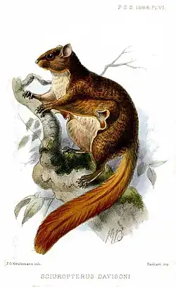 Drawing of brown squirrel