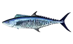 Narrow-barred Spanish mackerel