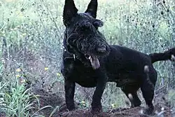 A black Scottish Terrier with breed-specific eyebrows and beard, but without the breed-specific skirt. The dog has a short body coat and has dirt on its face from digging in the dirt below it. The dog's mouth is open.