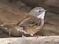 White-browed scrubwren (Sericornis frontalis)